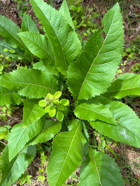 Parthenium integrifolium