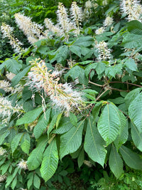 Aesculus parviflora