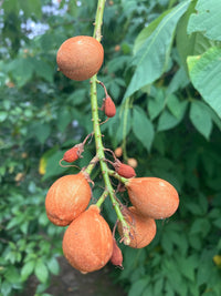 Aesculus parviflora