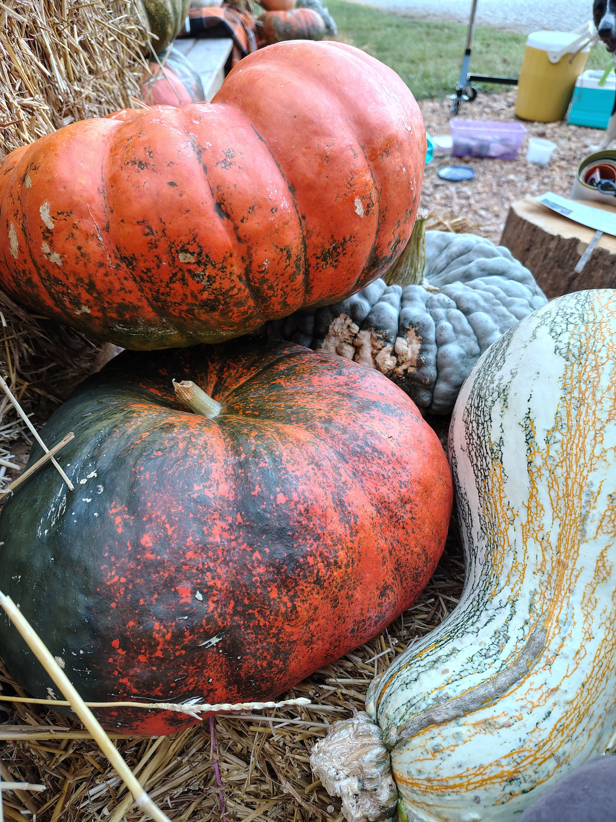 Pumpkin