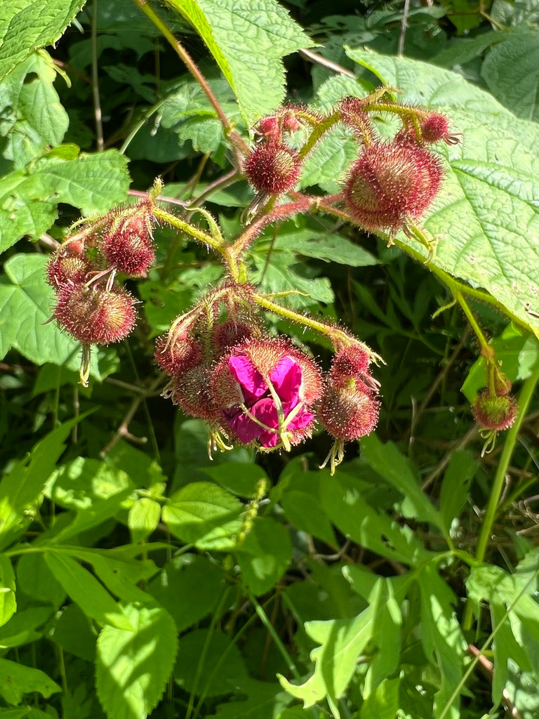 Rubus odoratus