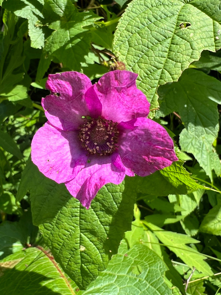 Rubus odoratus