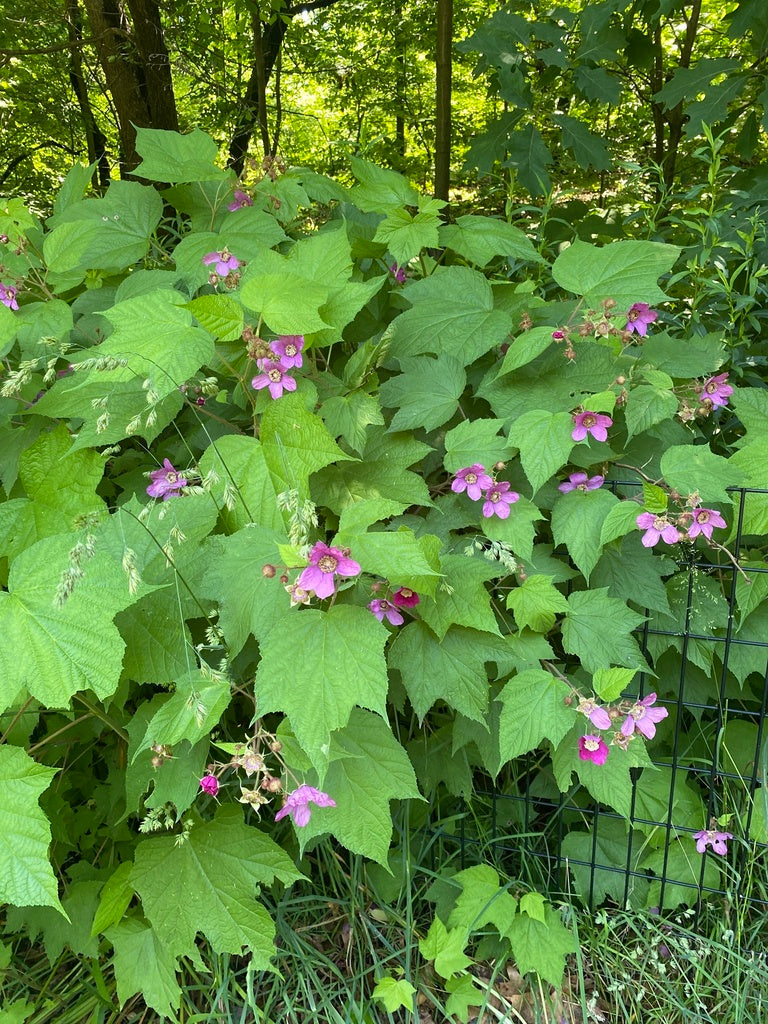 Rubus odoratus – Flower of Carolina