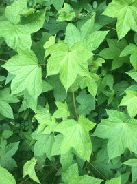 Rubus odoratus