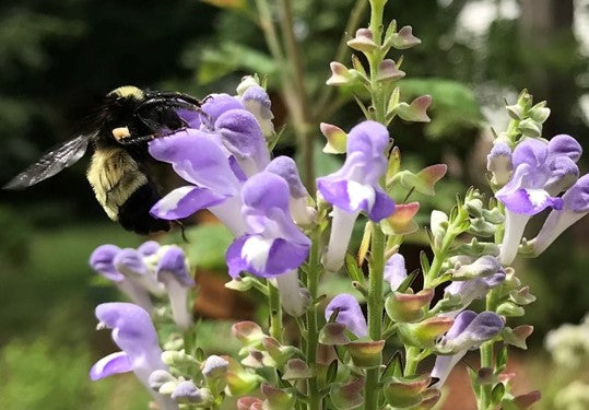 Scutellaria incana