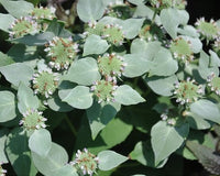 Pycnanthemum muticum