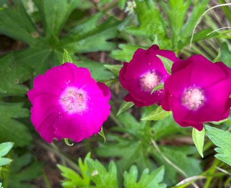 Callirhoe involucrata