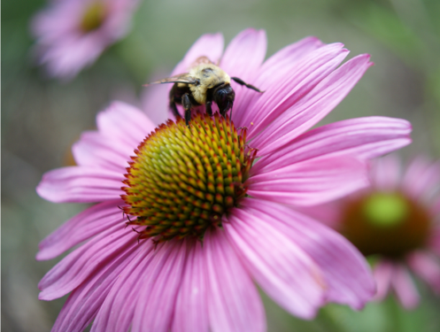 Echinacea purpurea