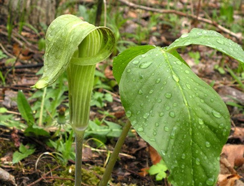 Arisaema triphyllum