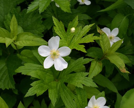 Anemone canadense