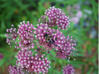 Asclepias incarnata