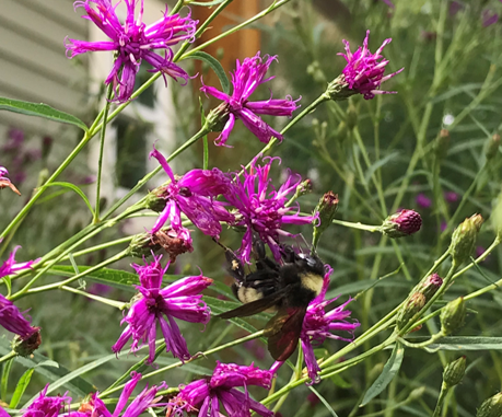 Vernonia lettermanii x V. noveboracensis / Ironweed (Aster Family)