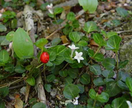 Mitchella repens