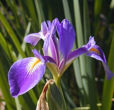 Iris virginica