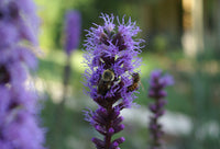 Liatris spicata