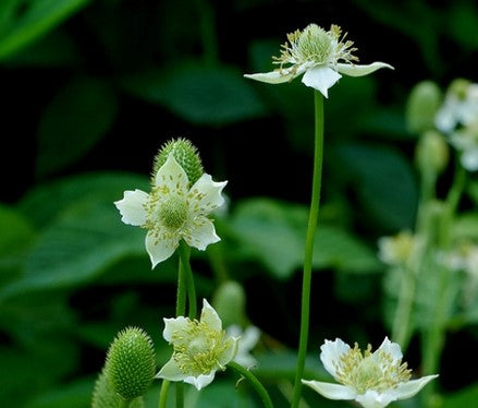 Anemone virginiana