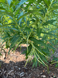 Amsonia tabernaemontana