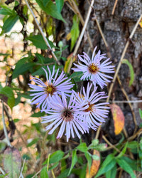 Ampelaster carolinanus