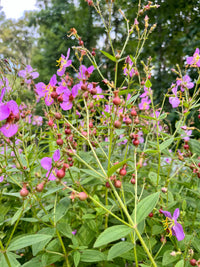 Rhexia virginica