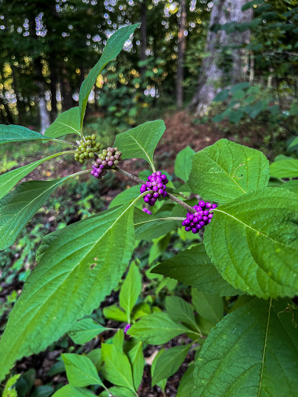 Callicarpa americana