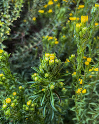 Chrysopsis mariana