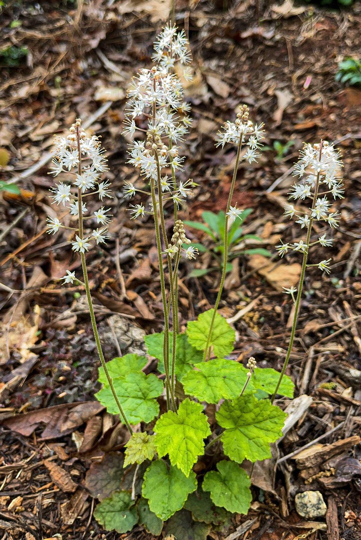 Tiarella cordifolia 'Running Tapestry'