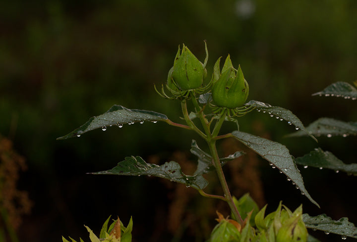 Hibiscus moscheutos