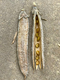 Thermopsis villosa