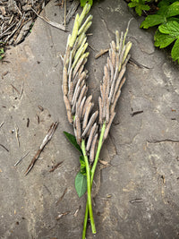 Thermopsis villosa