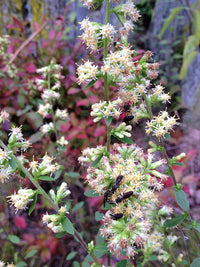 Solidago bicolor