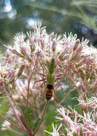 Eutrochium purpureum