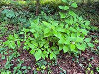 Callicarpa americana