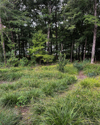 Carex cherokeensis