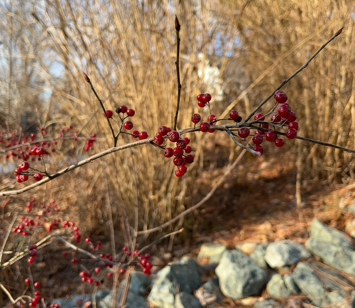 Aronia arbutifolia