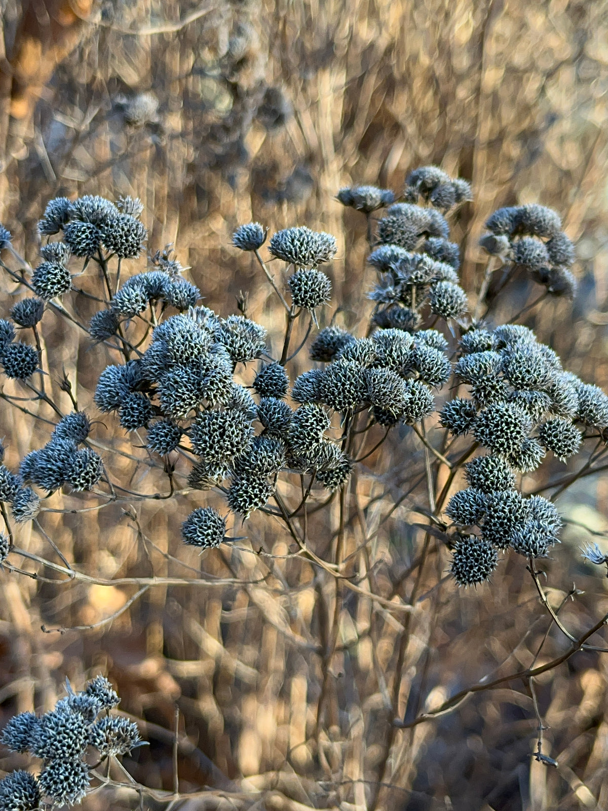 Pycnanthemum tenufolium