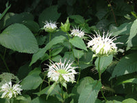 Monarda clinopodia