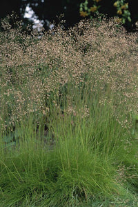 Deschampsia flexuosa