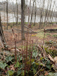 Heuchera americana