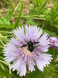 Stokesia laevis