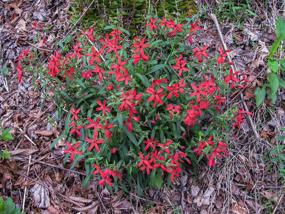 Silene virginica