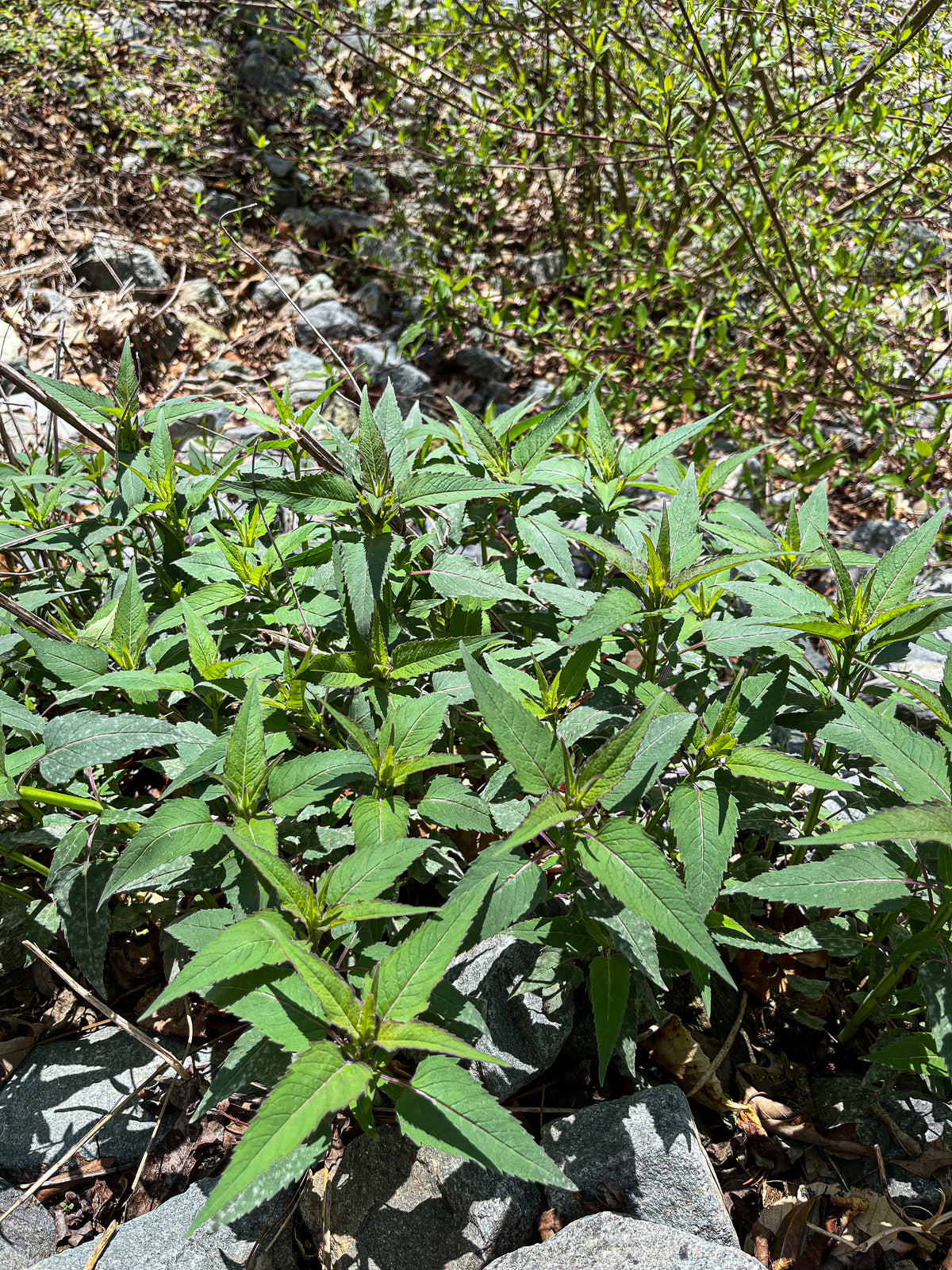 Monarda fistulosa