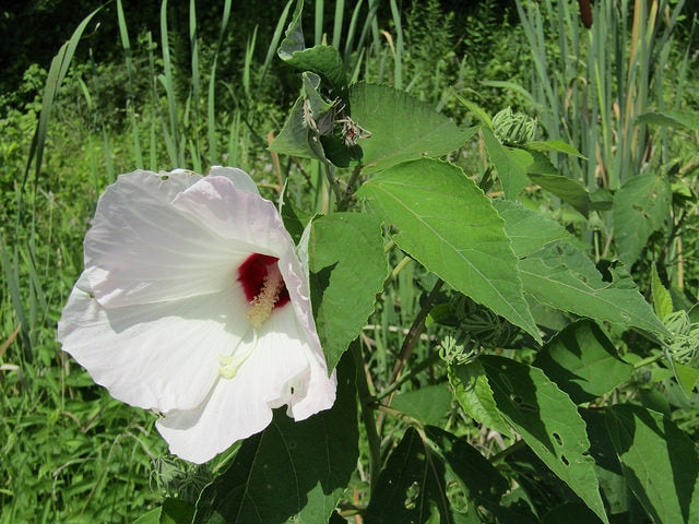 Hibiscus moscheutos – Flower of Carolina