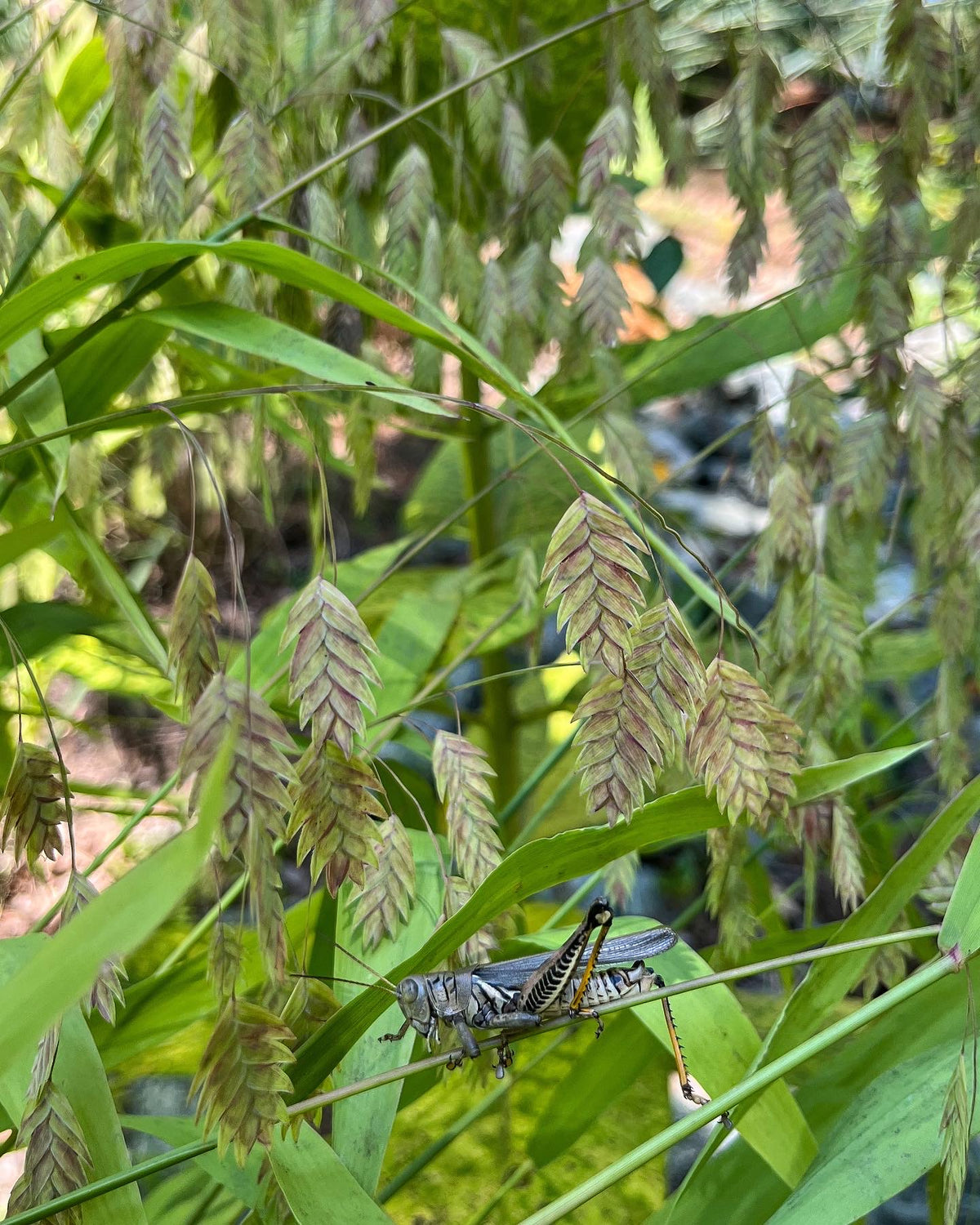 Chasmanthium latifolium