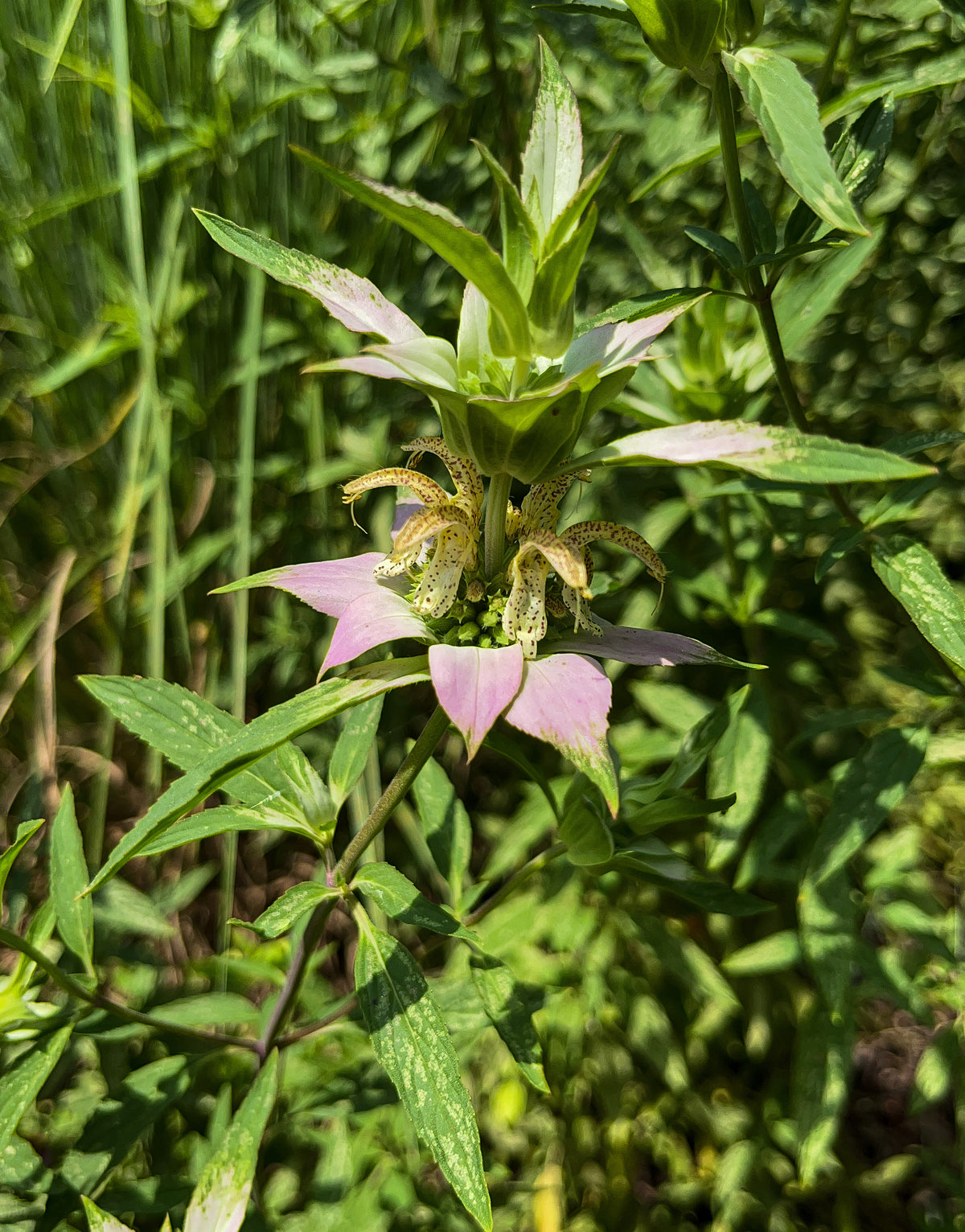 Monarda punctata