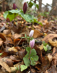 Sanguinaria canadensis