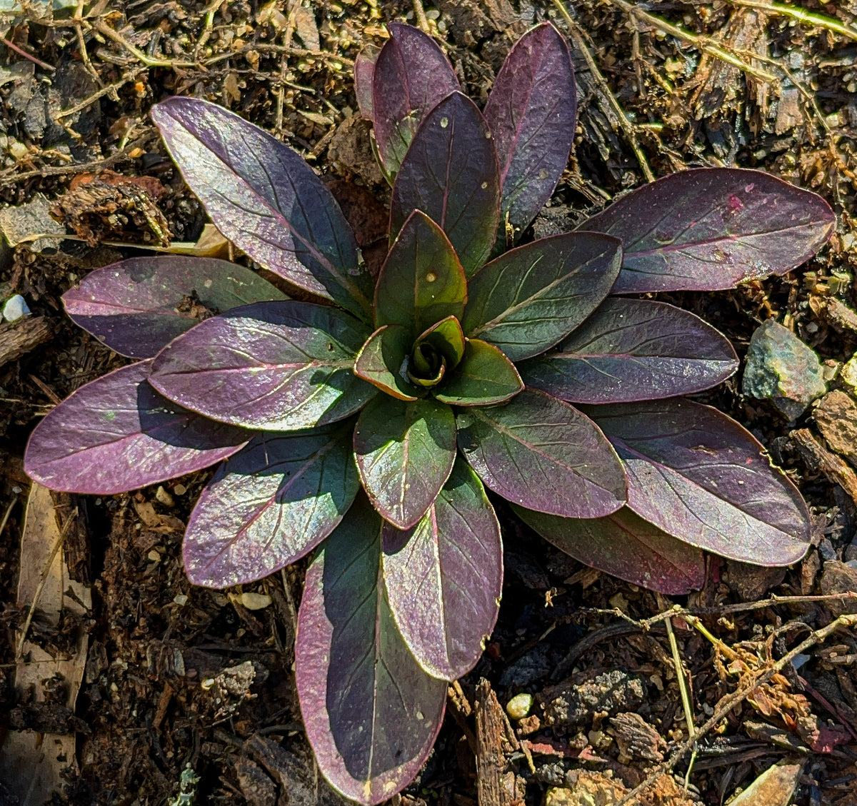 Oenothera fruticosa