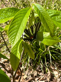 Asimina triloba