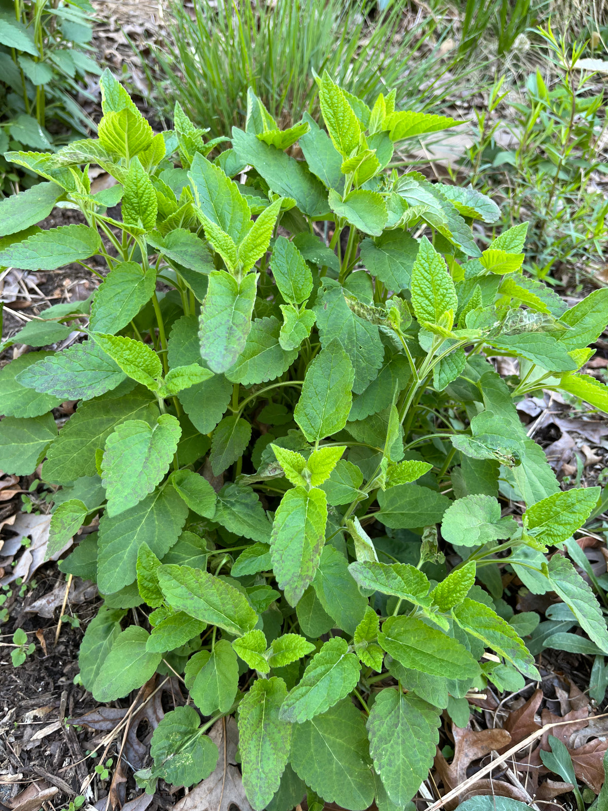 Scutellaria incana