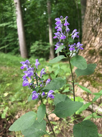 Scutellaria elliptica