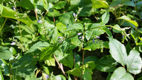 SALE Scutellaria lateriflora